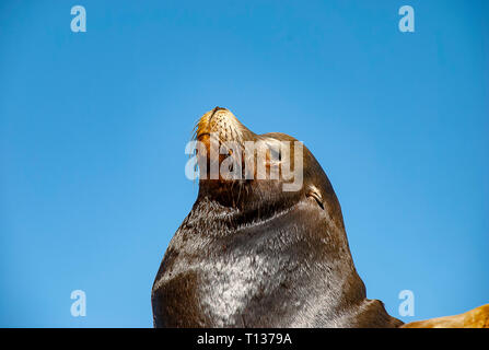 Seelöwen in der Sonne zu aalen im Lands End Resort von Cabo San Lucas an der Südspitze der Baja California in Mexiko Stockfoto