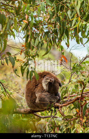Schläfriger koala Sitzen hoch oben in gumtree. Stockfoto