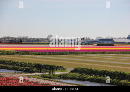 Endlose gestreift bunt Feld gelbe, rote und rosa schöne Tulpen. Frühling im Keukenhof flower garden, Niederlande, Holland Stockfoto