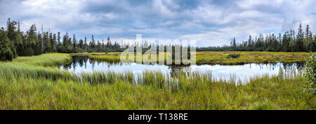 Panoramablick auf hochmoor Kaltenbronn Hohlohsee, Weiler in der Nähe von Gernsbach, Naturpark Schwarzwald, Deutschland, auf dem Berg Hohloh Stockfoto