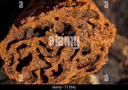 Nahaufnahme der innerhalb eines Roten termite Damm, Northern Territory Stockfoto