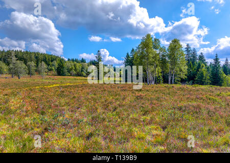 Fast baumlosen Heather Landschaft mit blühenden Erica, Schwarzwald, Deutschland, Relief grinde zwischen Schliffkopf und Zuflucht, Gemeinschaft von Oppenau Stockfoto