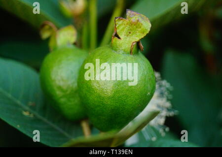 Guave wächst im Orchard Stockfoto