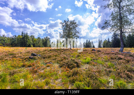 Fast baumlosen Heather Landschaft im nördlichen Schwarzwald, Deutschland, Relief grinde zwischen Schliffkopf und Zuflucht, Gemeinschaft von Oppenau Stockfoto