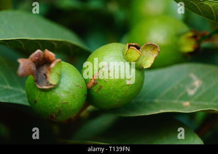 Guave wächst im Orchard Stockfoto