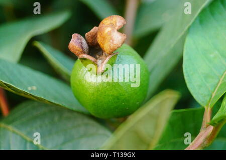 Guave wächst im Orchard Stockfoto