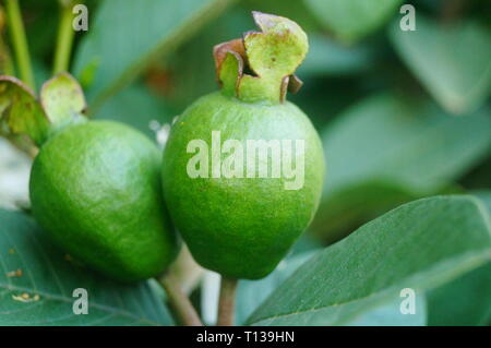 Guave wächst im Orchard Stockfoto