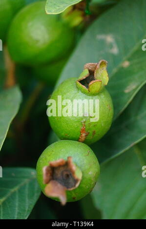 Guave wächst im Orchard Stockfoto