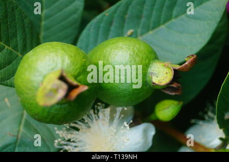 Guave wächst im Orchard Stockfoto