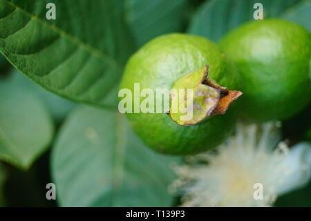 Guave wächst im Orchard Stockfoto