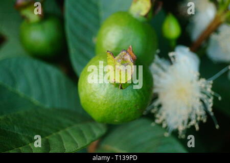 Guave wächst im Orchard Stockfoto