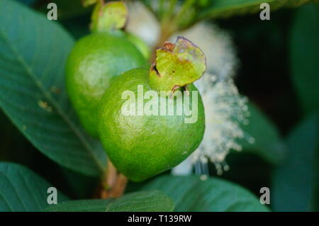 Guave wächst im Orchard Stockfoto