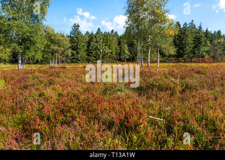 Fast baumlosen Heather Landschaft und blühende Erica und Birken, Nördlicher Schwarzwald, Deutschland, Relief grinde zwischen Schliffkopf und Zuflucht Stockfoto