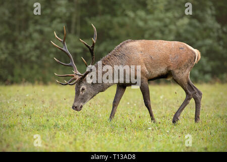 Red Deer stag Beweidung auf die Wiese mit grünen Wald unscharf im Hintergrund. Stockfoto