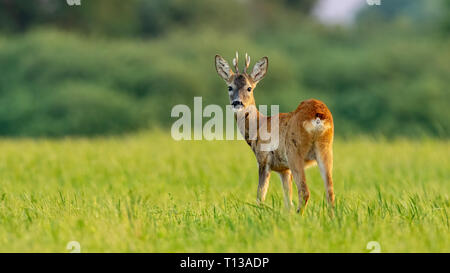 Junge Rehe Buck im Sommer bei Sonnenuntergang mit Platz für Kopie Stockfoto