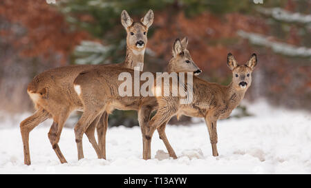 Rehe, Hyla arborea, Herde in den tiefen Schnee im Winter. Stockfoto