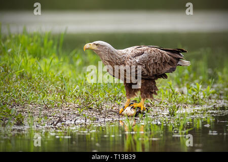 Nach Seeadler, Haliaeetus albicilla, im Sommer sitzen auf einer Bank. Stockfoto