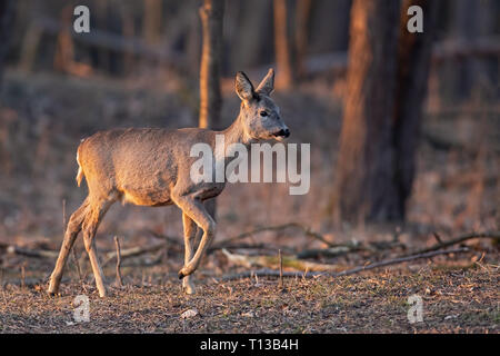 Rehe, Hyla arborea, doe gehen durch einen Wald bei Sonnenuntergang. Stockfoto