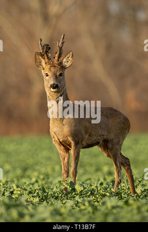 Rehe Hirsch bei Sonnenuntergang mit Winter Fell. Stockfoto