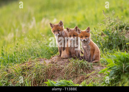 Red Fox, Vulpes vulpes, kleine Jungen Jungen in der Nähe von Den neugierig um weatching Stockfoto