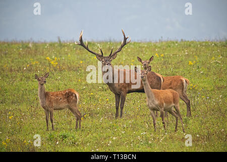 Herde von Rotwild, Cervus elaphus, in der Brunftzeit. Stockfoto
