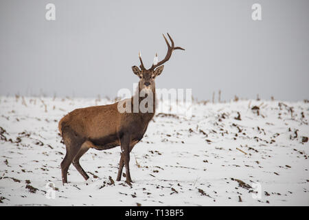 Rotwild, Cervus elaphus, im Winter auf Schnee mit Geweih gebrochen. Stockfoto