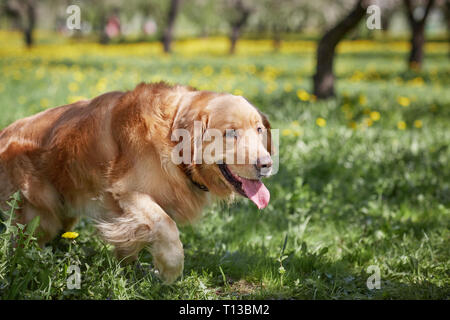 Schöne Haustier Hund liegend auf dem grünen Rasen Stockfoto