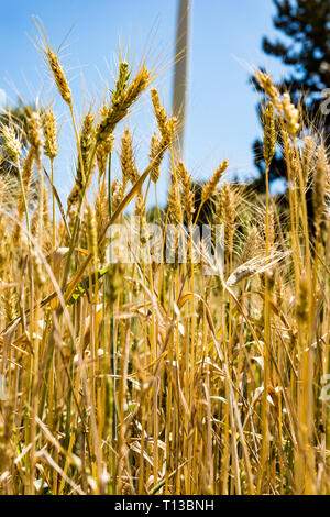 Weizenfeld mit Windkraftanlagen im Hintergrund und blauer Himmel Stockfoto