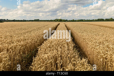 Blick über Weizenfeld bereit für die Ernte unter blauem Himmel und Wolken während der Trockenperiode im Sommer in Beverley, Yorkshire, UK. Stockfoto
