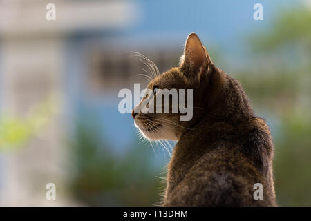 2018 November - Paraty, Brasilien. Braun tabby Katze in der Nähe eines Fensters. Stockfoto
