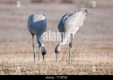 Kranich, Gallocanta Lagune, Aragón, Spanien Stockfoto