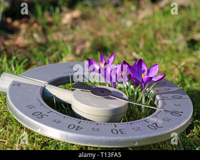 Close-up of purple blooming crocuses in a thermometer on meadow, concept of beginning spring and rising temperatures with copy space Stockfoto