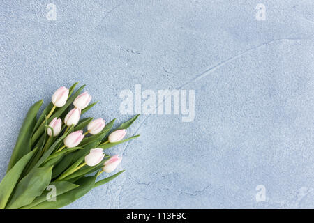 Blumenstrauß aus Tulpen in Pastelltönen Rosa und Weiß auf Blau konkreten Hintergrund. Ansicht von oben. Stockfoto