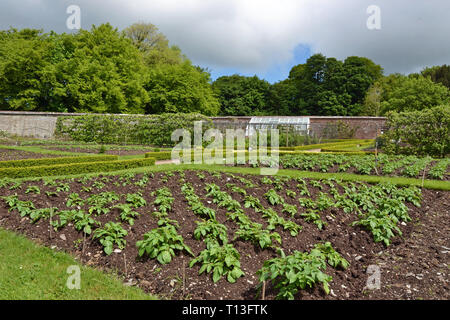 Viktorianische Küche Garten in Devon, Großbritannien Stockfoto