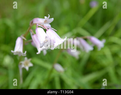 Rosa Bluebells in ländlicher Umgebung in der Nähe von Arlington, Devon, Großbritannien Stockfoto