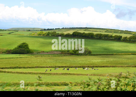 Kühe grasen auf den devon Landschaft in der Nähe von Arlington, Devon, Großbritannien Stockfoto