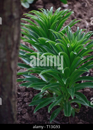 Blätter von Lilium Candidum im frühen Frühjahr Stockfoto