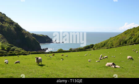 Schafe in einem Feld neben Lee Abbey, und in der Nähe von Lee Bay, im Tal der Felsen, in der nähe von Lynton und Lynmouth, Devon, Großbritannien Stockfoto