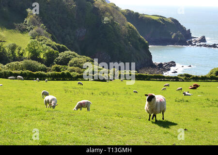 Schafe in einem Feld neben Lee Abbey, und in der Nähe von Lee Bay, im Tal der Felsen, in der nähe von Lynton und Lynmouth, Devon, Großbritannien Stockfoto