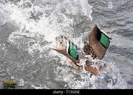 Der Meller Enten (Anas melleri) gejagt von einem anderen, auf einem kleinen See im Süden Englands. Dieser gefährdeten Arten ist endemisch im Osten von Madagaskar Stockfoto