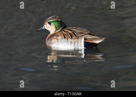 Eine ausgereifte Baikal Teal männlich (Sibrionetta formosa) Schwimmen in einem See im südlichen England Stockfoto