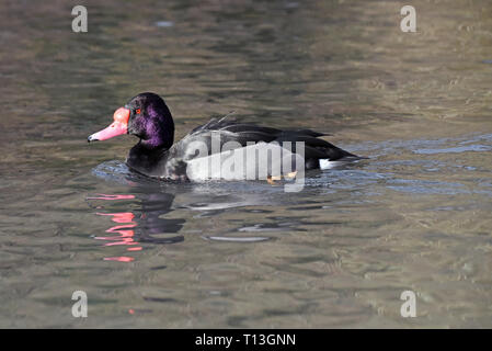 Ein männlicher Rosy-billed Pochard (Netta peposaca) Schwimmen in einem See in Südengland Stockfoto