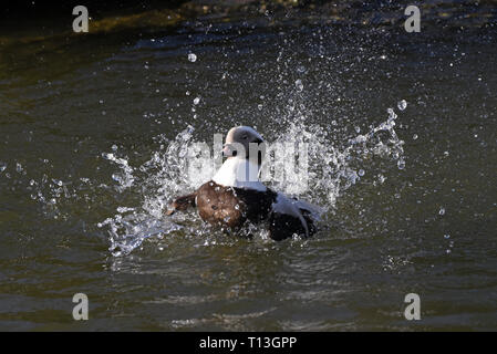 Ein männlicher Eisente (Clangula hyemalis) bei einem Bad in einem See in Südengland Stockfoto