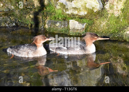 Zwei Kinder Red-breasted Mergansers (Mergus serrator) Schwimmen in einem kleinen Bach im Süden Englands Stockfoto