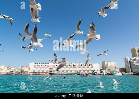 DUBAI, VEREINIGTE ARABISCHE EMIRATE - MÄRZ 2019: Möwen am Dubai Creek fliegen Stockfoto