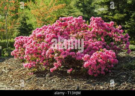 Blühender Strauch rosa Rhododendron im Frühjahr Garten Stockfoto