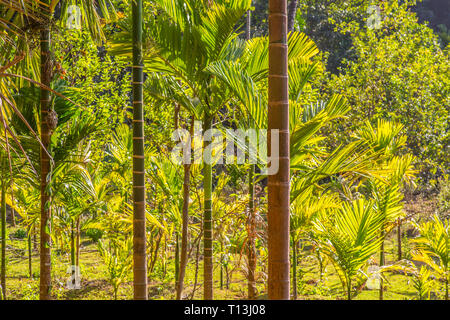 Blick auf den Dschungel in Goa, Indien Stockfoto