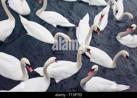 Herde von weiße Schwäne schwimmen auf dunklen Wasser, Stockfoto