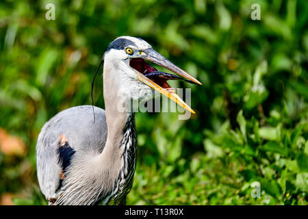 Great Blue Heron mit ersten Fang des Tages. Stockfoto