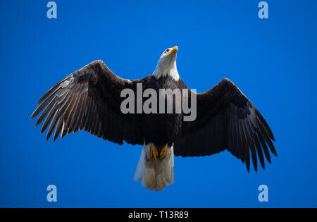 Nach Weißkopfseeadler gen Himmel hochfliegend. Boundary Bay in der Nähe von Vancouver, BC, war die Heimat von Tausenden von Seeadler im Winter von 2016, die von einem lokalen Dump angezogen. Stockfoto